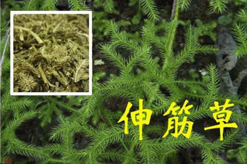 藤三七国产在线观看免费中文，专业指南，让您的相机重获新生