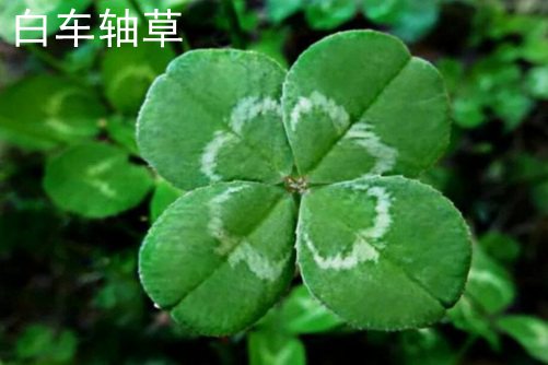 种黑色素掀开奶罩边吃边摸下娇喘视频，揭示肌肤色彩的秘密，打造健康自然的黝黑魅力
