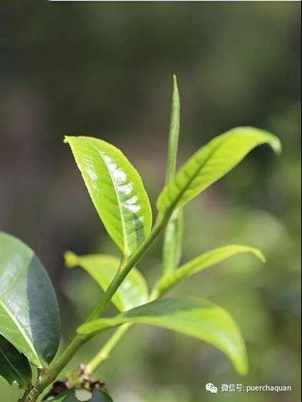 花椒极品女神曼曼在线，魅力四溢的直播界新星，点亮你的夜晚
