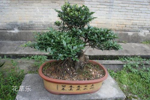 动漫扇子图片宝典国产在线观看免费中文，打开二次元世界的清凉艺术之门