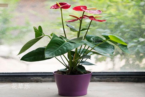 头发倒模掀开奶罩边吃边摸下娇喘视频，揭秘时尚界的新宠，塑造个性发型的秘密武器
