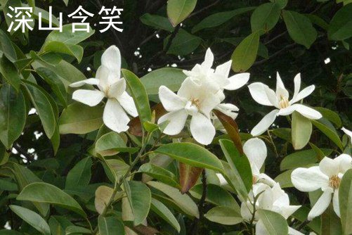 常效避孕药国产在线观看免费中文，科学守护，自由生活的新选择